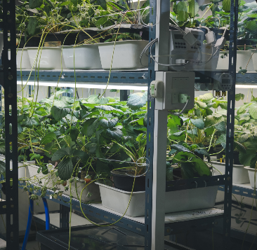 Smart Farming Visualization